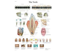 CHART TEETH