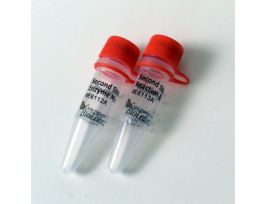 NEBNEXT MRNA 2ND STRAND SYN 20