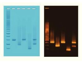 PCR BASED DNA FINGERPRINTING