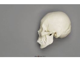 MODEL SKULL FM ASIAN1
