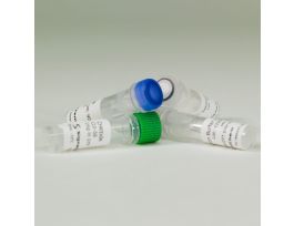 CHK2 KINASE ENZ SYS SF9 INSECT CELL 1 MG