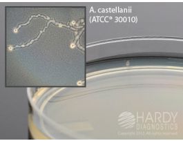 NON-NUTRIENT AGAR PLATE PK 10