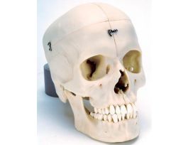 MODEL BONY SKULL