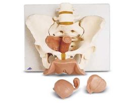 MODEL PELVIS SKELETON 3-PART