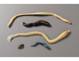 ANNELID COLLECTION PRESERVED SET/5