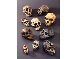 AEGYPTOPITHECUS SKULL