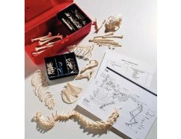 CAT SKELETON DISARTICULATED NATURAL