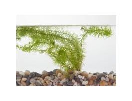 EGERIA NAJAS 25 PACK