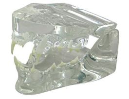MODEL FELINE JAW CLEAR SHOWING TEETH