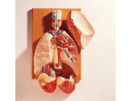 MODEL RESPIRATORY ORGANS&HEART TWO PRTS