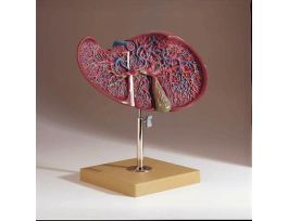 MODEL LIVER AND GALLBLADDER