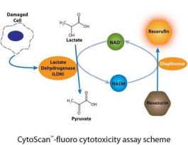 KIT FLUORO CYTOTOXICITY CYTOSCAN 500ASS