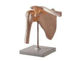 MODEL FUNCTIONAL SHOULDER JOINT
