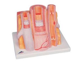 MODEL MICRO ANATOMY ARTERY + VEIN