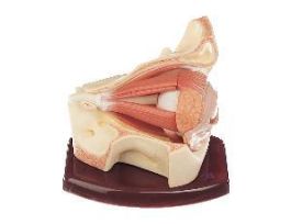 MODEL EYEBALL AND PRT OF ORBITALS