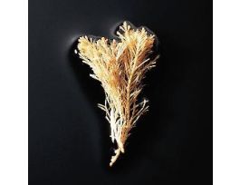 CORALLINE ALGA PM JAR/10