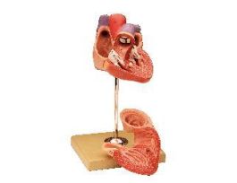 MODEL HEART 2PRT