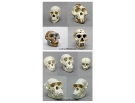 MODEL COMBINED SKULLS HOW WE GOT HERE.