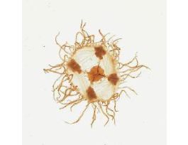 GONIONEMUS PRESERVED JAR/10