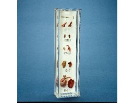 COMP. HEART ANATOMY MUSEUM MOUNT