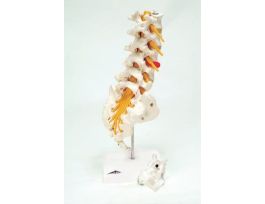 MODEL LUMBAR SPINAL COLUMN