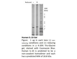 100-83-500UG HUMAN IL-10