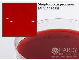 BHIA W/ 5% SB, 37ML PLT 50BX