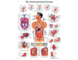 CHART DIGESTIVE SYSTEM