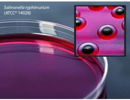 MEDIUM XLT4 AGAR 15X100MM PLTD 18ML PK10