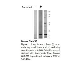 200-15-500UG MOUSE GM-CSF