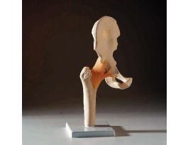 MODEL FUNCTIONAL HIP JOINT