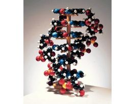 MODEL GIANT HANDS ON DNA