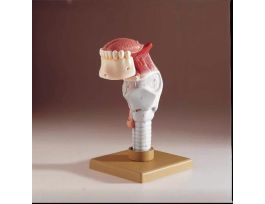 MODEL LARYNX AND TONGUE 5PRTS