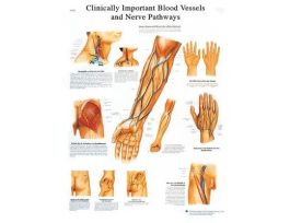 CHART BLOOD VESSEL