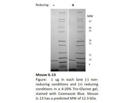 200-22-500UG MOUSE IL-13