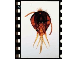 CHEWING MOUTHPARTS- HONEYBEE (WM)