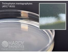 POTATO DEXTROSE AGAR PK100