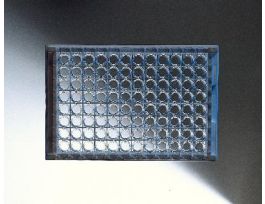 MICROPLATE 96WL RND BTM CS100