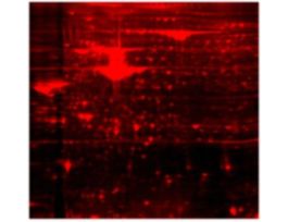 LUMITEIN PROTEIN GEL STAIN 1X