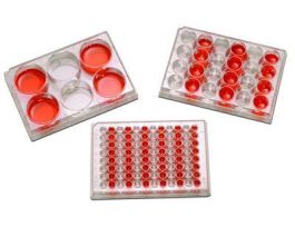 PLATE TISSUE CULT 12WELL CS100