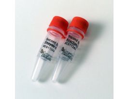 NEBNEXT MRNA 2ND STRANDSYN 100