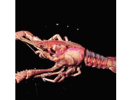 CRAYFISH 3-4 PLAIN PL/100 PM