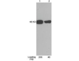 (CBP-TAG ANTIBODY (PAB) RABBIT)