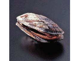 CALIFORNIA MUSSEL (M. CALIFORNICUS) PM