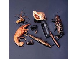 ARTHROPOD COLLECTION PRESERVED SET/10