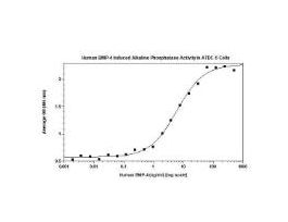 RECOM CHO BMP-4 >/=95% 13.1/26.2KD 20UG