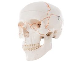 MODEL NUMBERED SKULL