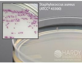 HARDYCHROM MRSA PLT 10PK