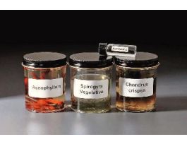 ALGAE TYPES COLLECTION PM SET/4