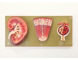 MODEL KIDNEY STRUCTURES